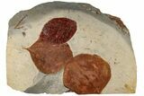 Three Fossil Leaves (Celtis & Zizyphoides) - Montana #199552-1